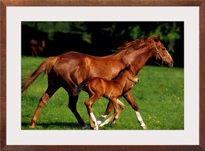 Thoroughbred Chestnut Mare & Foal, Ireland
