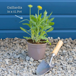 Gaillardia 'Mesa Red'