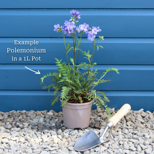 Polemonium 'Bressingham Purple'