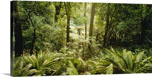 Tropical forest N Isl New Zealand