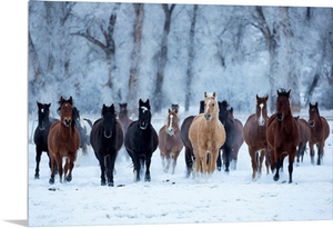 USA, Wyoming, Shell, Horses In The Cold, PR