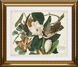 Black-Billed Cuckoo