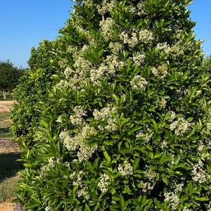 Chindo Viburnum