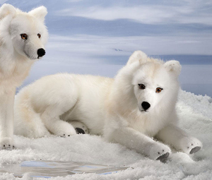 Arctic Wolf by Kosen - 41cm