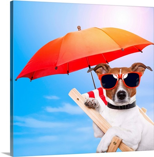 Dog Sunbathing On A Deck Chair