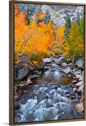 Fall Color Along Bishop Creek, Inyo National Forest, Sierra Nevada Mountains, California