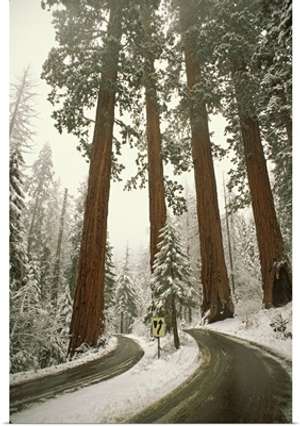 California, Sequoia National Park, spring snowfall at southwest entrance into park