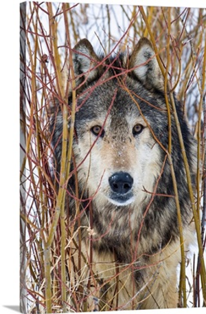 Gray Wolf Staring Cautiously