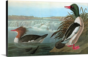 Common Merganser