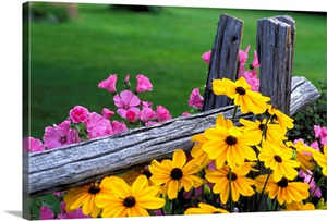 Pink And Yellow Flowers