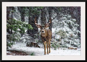 Snow Storm And The Buck Deer