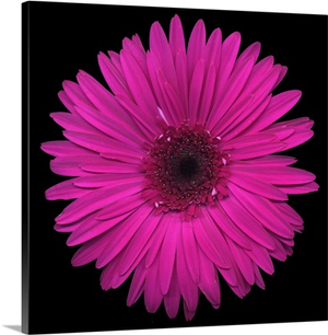 Pink Gerbera