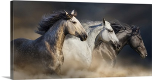 Horses Gallop In Desert Dust