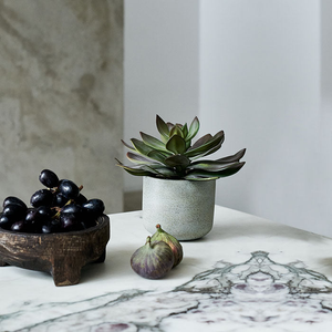 Echeveria Green Prince