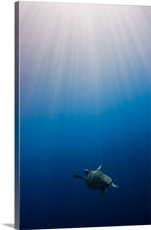 Green turtle swimming in sunlit ocean in Sipidan, Borneo, Malaysia.