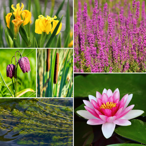 Best Pond Plants for Any Size Pond | All in One | Oxygenating & Wildlife | Flowers & Structure