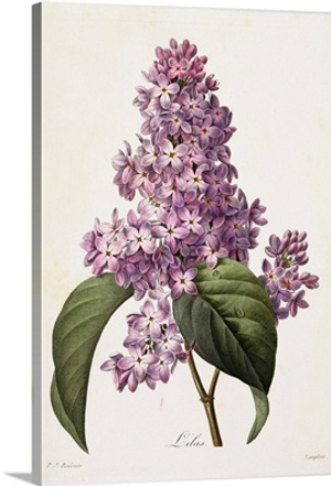 Lilacs By Pierre Joseph Redoute
