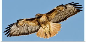 Red-tailed Hawk Searching for Prey