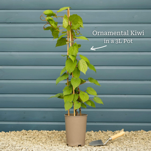 Ornamental Kiwi | Actinidia kolomikta