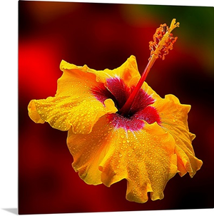 Gentle Hibiscus
