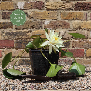 Fragrant Water Lily | Nymphaea 'Sioux'