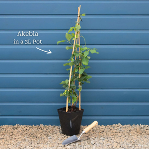 Chocolate Vine | Akebia quinata