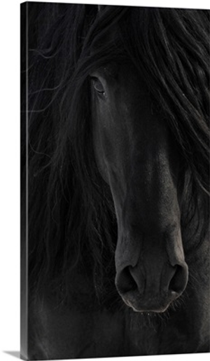 Black Friesian Horse Portrait Close-Up