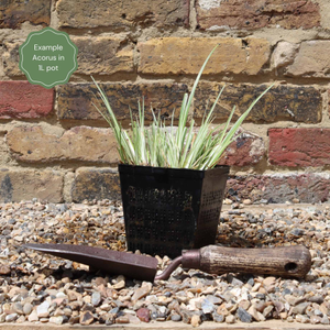 Variegated Slender Sweet Flag | Acorus gramineus 'Variegatus'