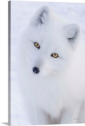 Arctic Fox Curiosity