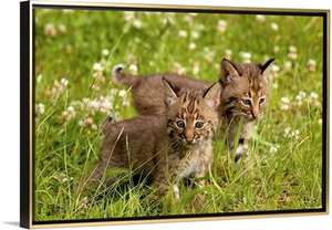 Bobcat Kittens