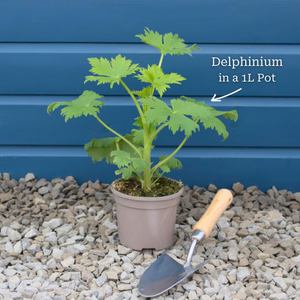 Delphinium 'Dark Blue White Bee'