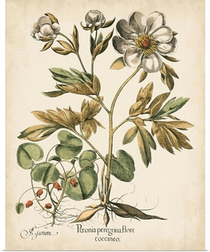 Ivory Peonies III
