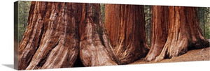 Trees at Sequoia National Park, California