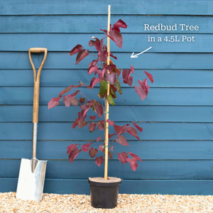'Red Force' Canadian Redbud Tree | Cercis canadensis