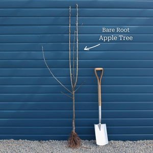 'Queen Cox' Apple Tree
