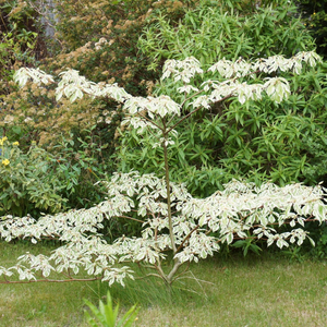 Wedding Cake Tree | Cornus contraversa 'Variegata'