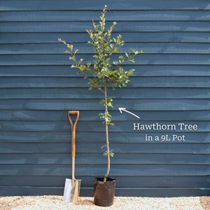 Double White Hawthorn Tree | Crataegus laevigata 'Plena'