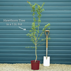 Broad-Leaved Cockspur Thorn Tree | Crataegus persimilis 'Prunifolia'