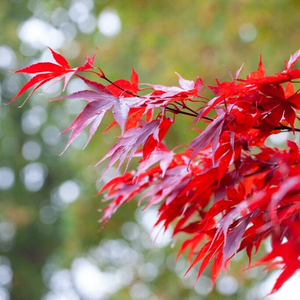 Red Japanese Maple Tree | Acer palmatum 'Fireglow'