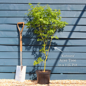 Japanese Maple Tree | Acer palmatum 'Katsura'
