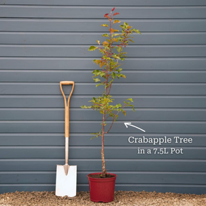 'Profusion Improved' Crabapple Tree | Malus moerlandsii