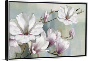 Magnolia Blooms