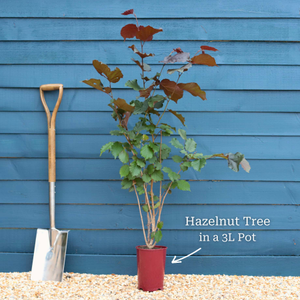 'Kentish Cob' Hazelnut Tree