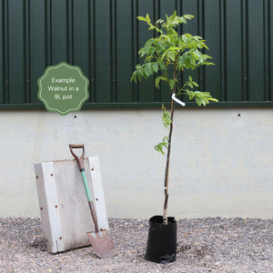 'Europa' Walnut Tree