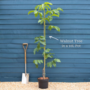 'Broadview' Walnut Tree
