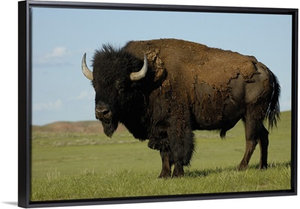 American Bison male, Durham Ranch, Campbell County, Wyoming