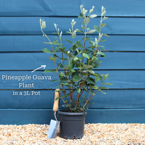 Pineapple Guava Plant | Feijoa sellowiana 'Triumph'