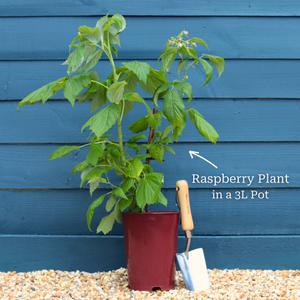 'Cascade Delight' Raspberry Plant