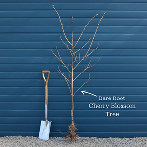 Sargent's Cherry Blossom Tree | Prunus sargentii