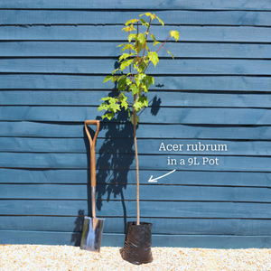 Canadian Red Maple Tree | Acer rubrum